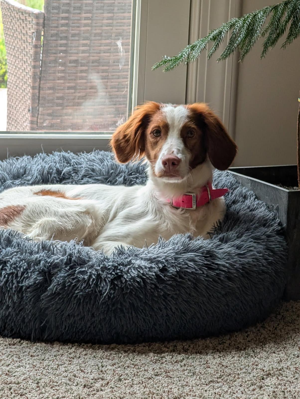Ava, a ADOPTABLE Brittany Spaniel in Marion, MA image 2/3
