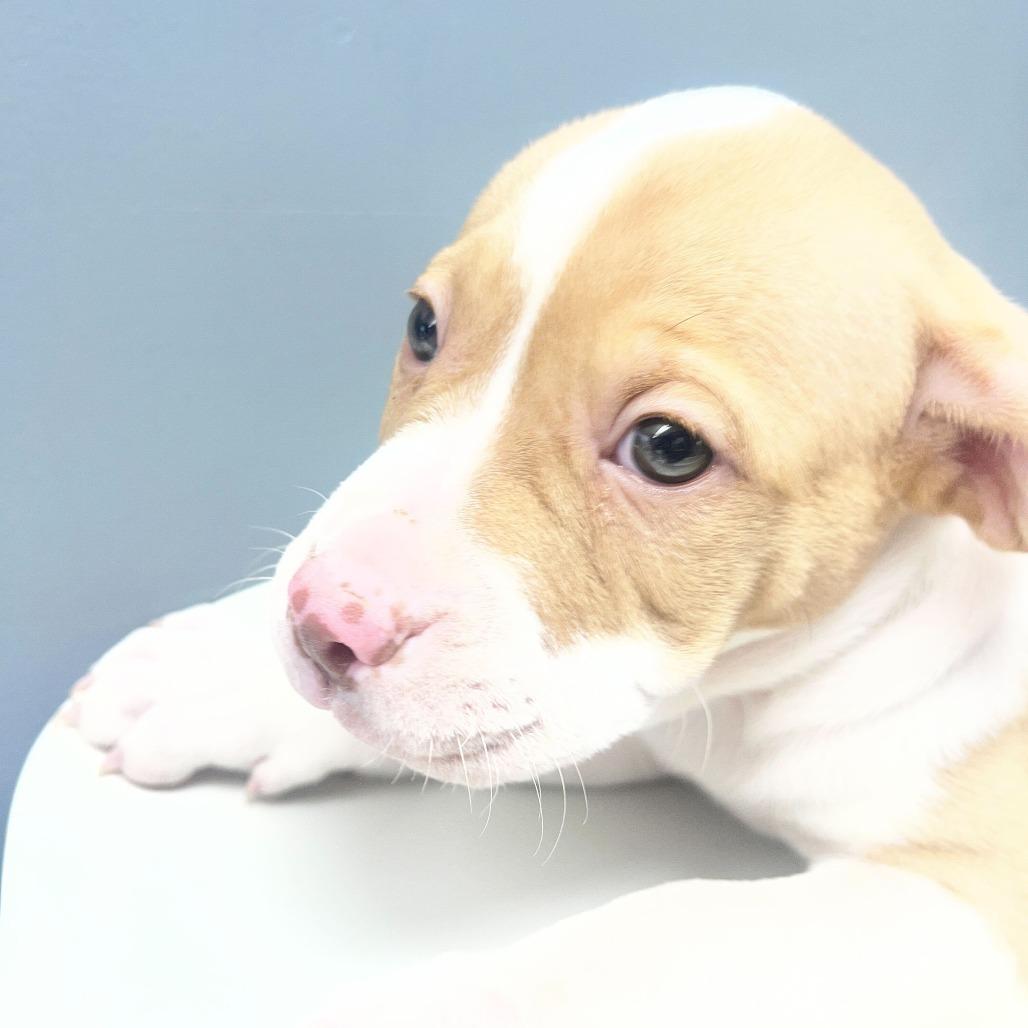 Ringo, Adoptable, Puppy Male Mixed Breed.