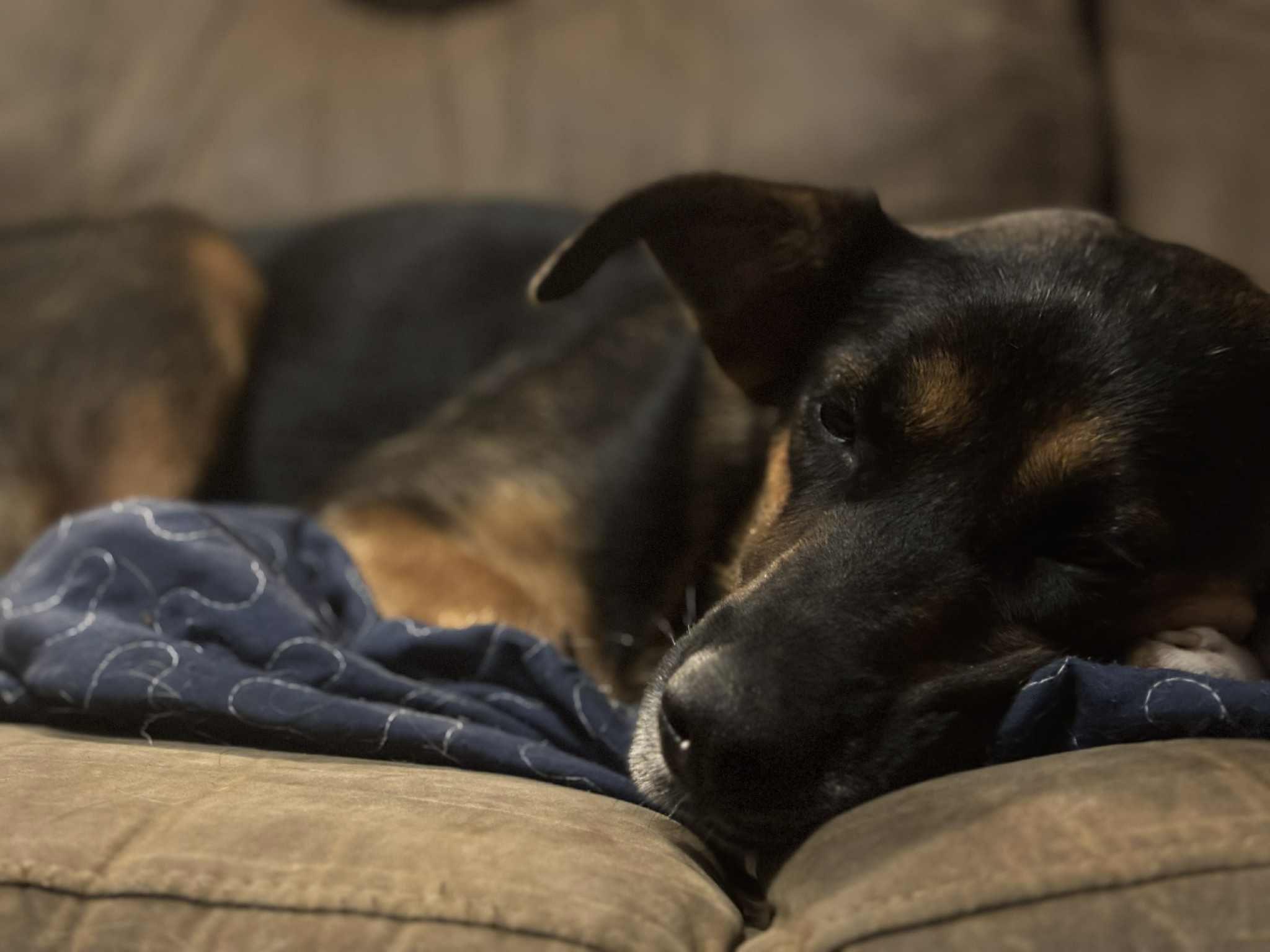 Enlarge Wanda, a Adoptable mixed breed in Cincinnati, OH image 2/3