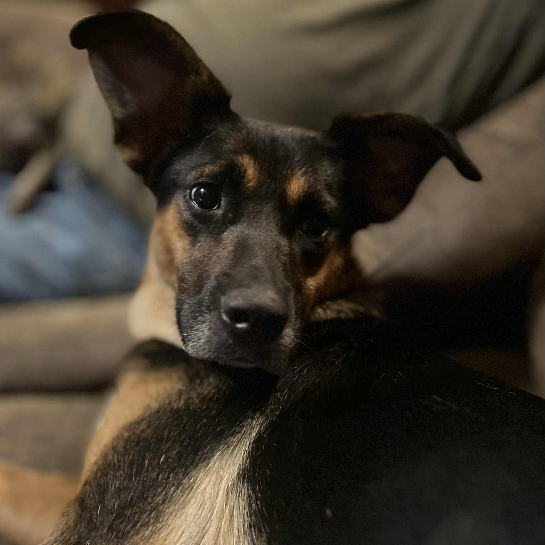 Wanda, Adoptable, Young Female Dutch Shepherd & Foxhound.