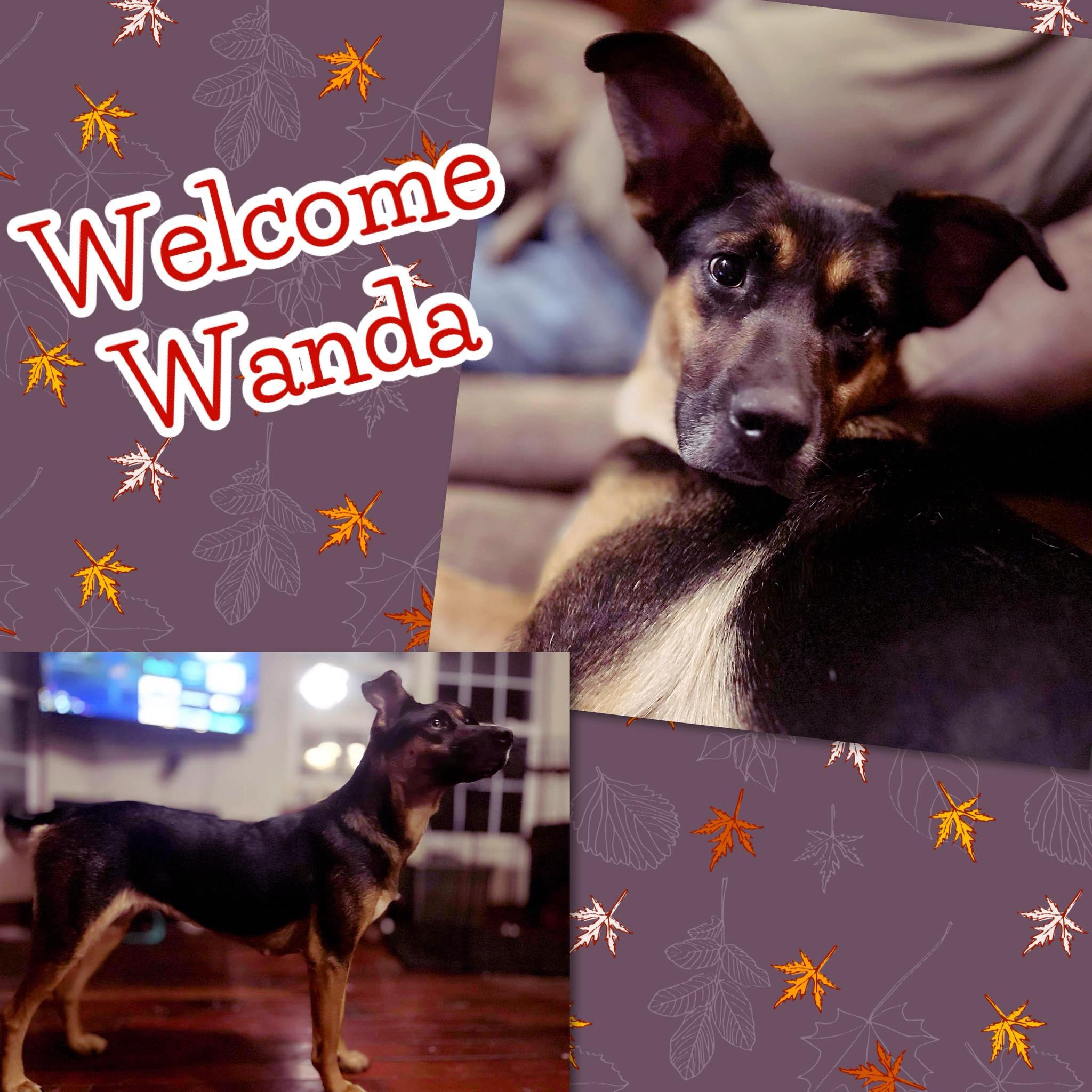 Wanda, Adoptable, Young Female Hound & Shepherd.