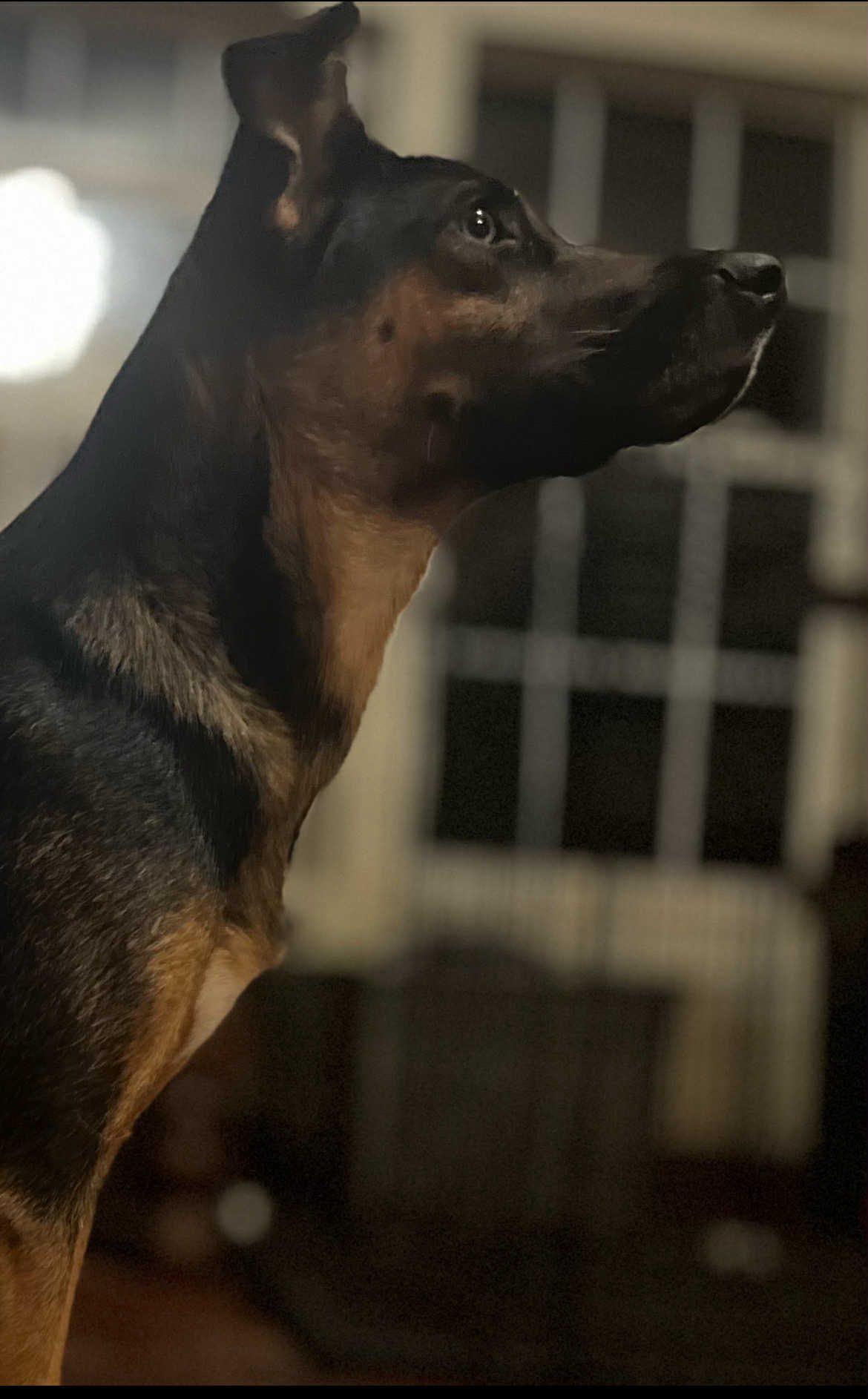 Enlarge Wanda, a Adoptable mixed breed in Cincinnati, OH image 3/3