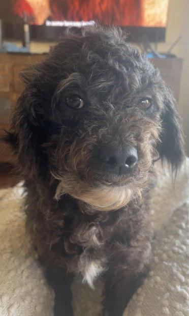 Enlarge Sarah, a Adopted mixed breed in San Diego, CA image 1/3