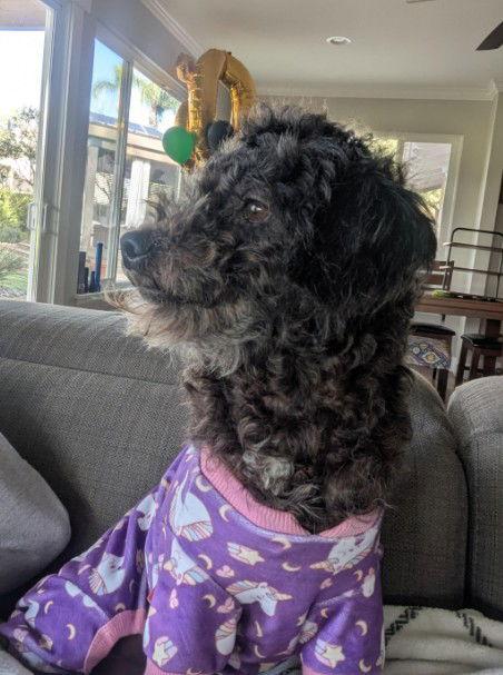 Enlarge Sarah, a Adopted mixed breed in San Diego, CA image 2/3