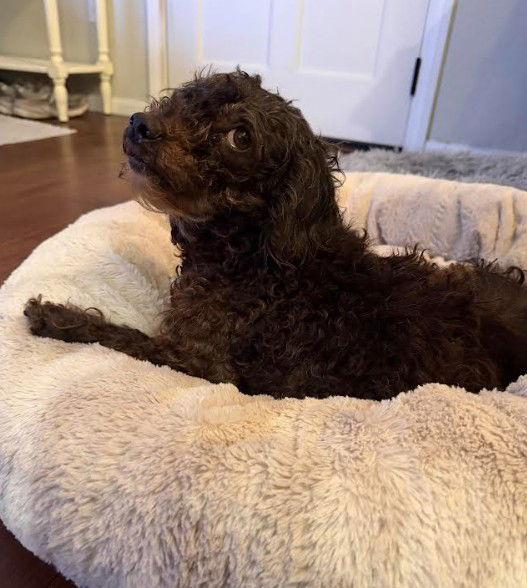 Enlarge Sarah, a Adopted mixed breed in San Diego, CA image 3/3