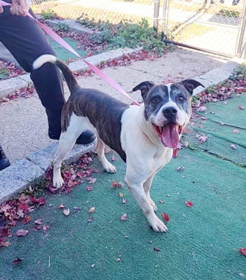 Danny, a Adoptable mixed breed in Perth Amboy, NJ image 3/6