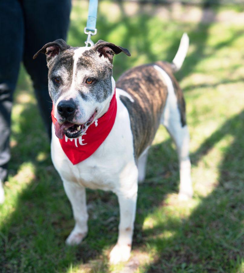 Enlarge Danny, a Adoptable mixed breed in Perth Amboy, NJ image 2/5