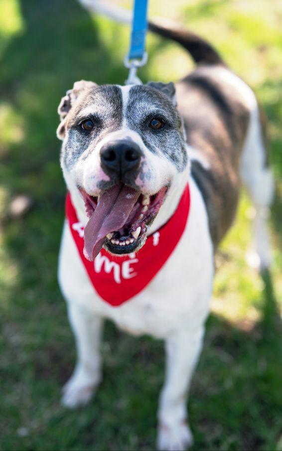 Enlarge Danny, a Adoptable mixed breed in Perth Amboy, NJ image 3/5