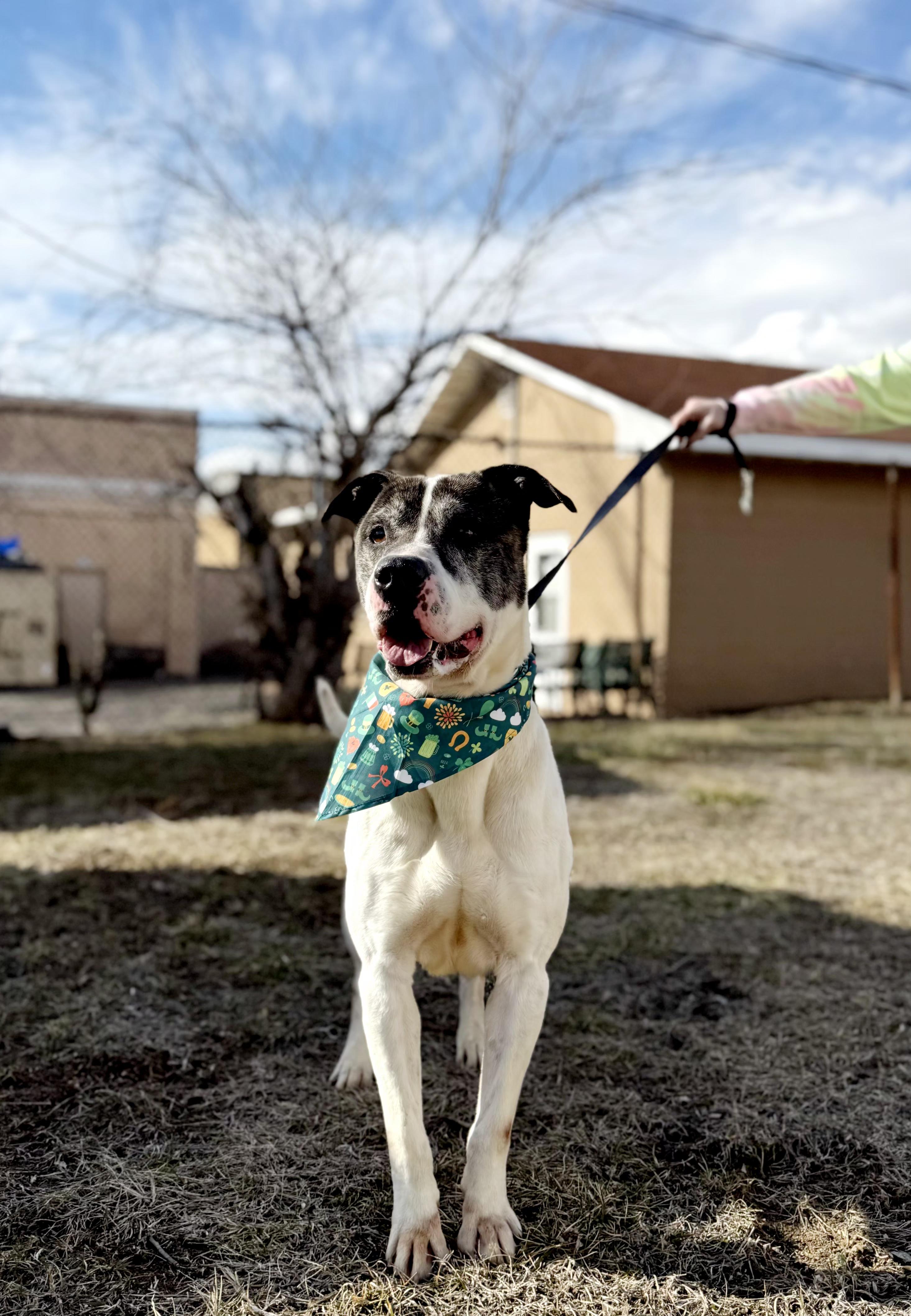 Danny, Adult Male American Bulldog