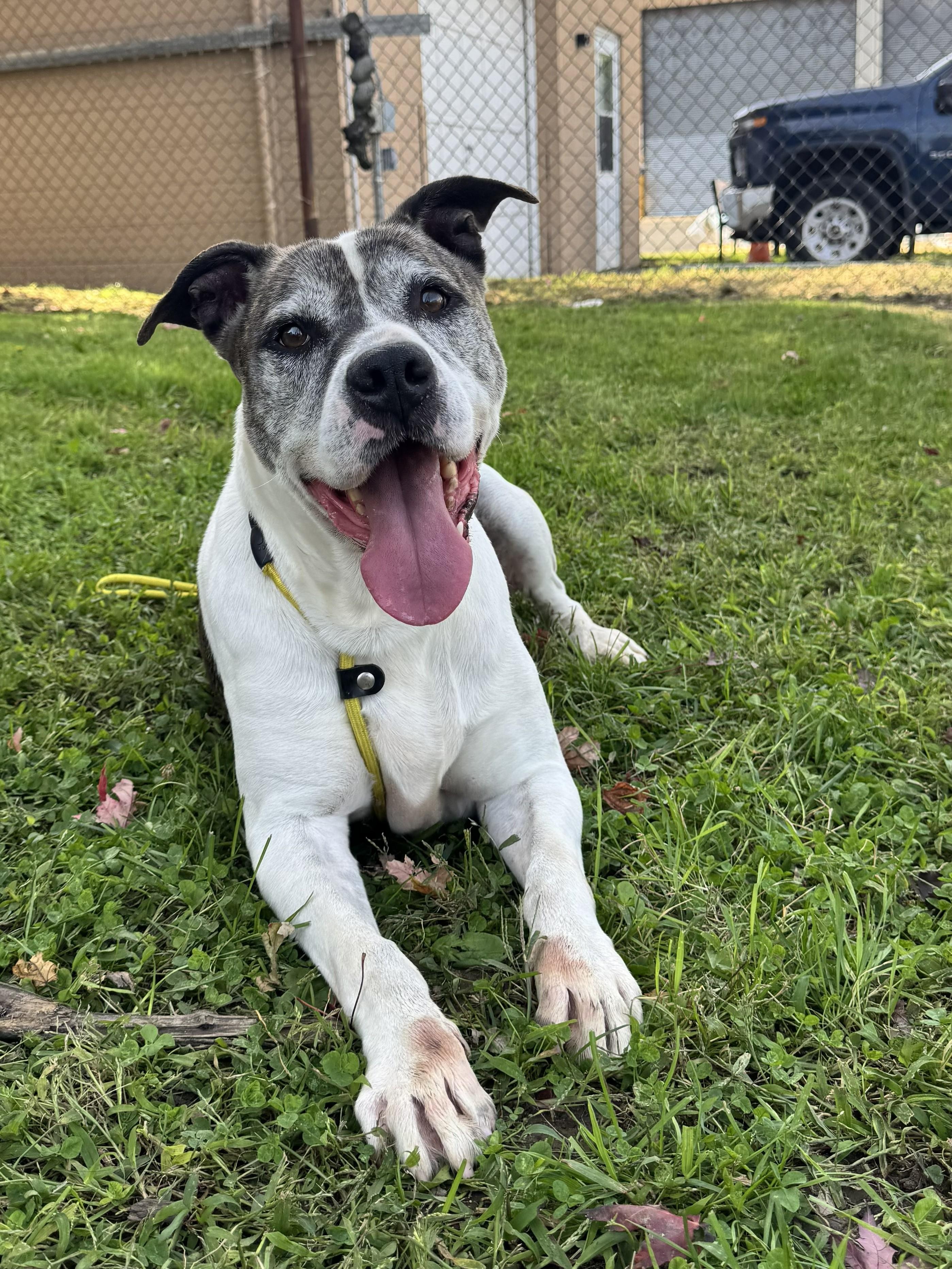 Danny, Adoptable, Adult Male American Bulldog.