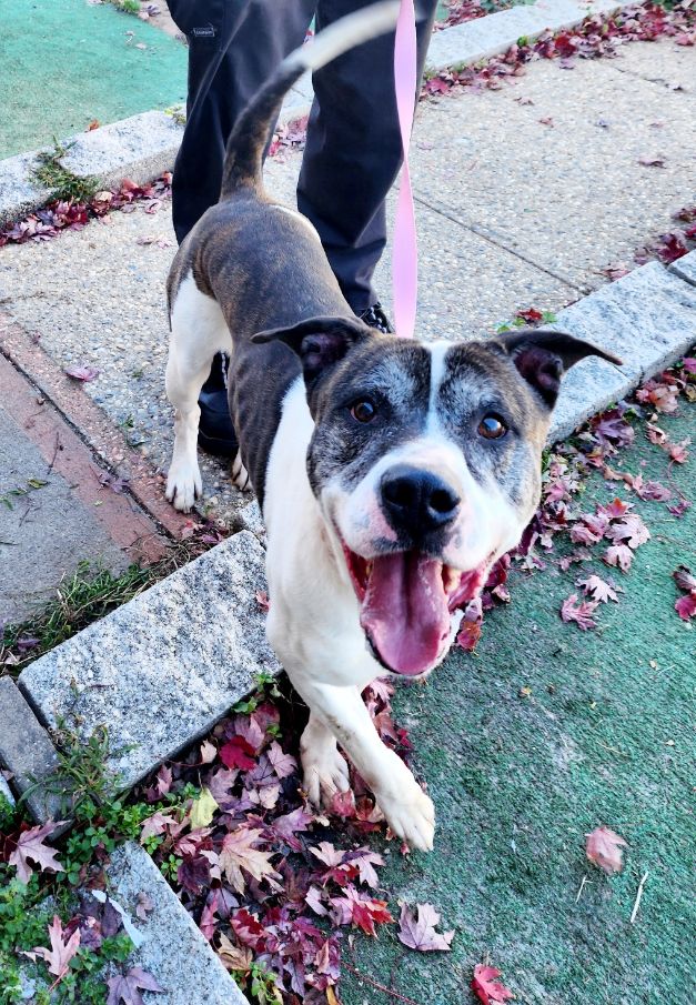 Danny, a Adoptable mixed breed in Perth Amboy, NJ image 4/6