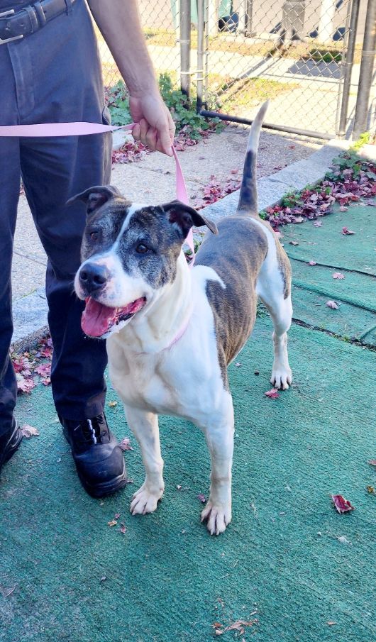 Danny, a Adoptable mixed breed in Perth Amboy, NJ image 5/6