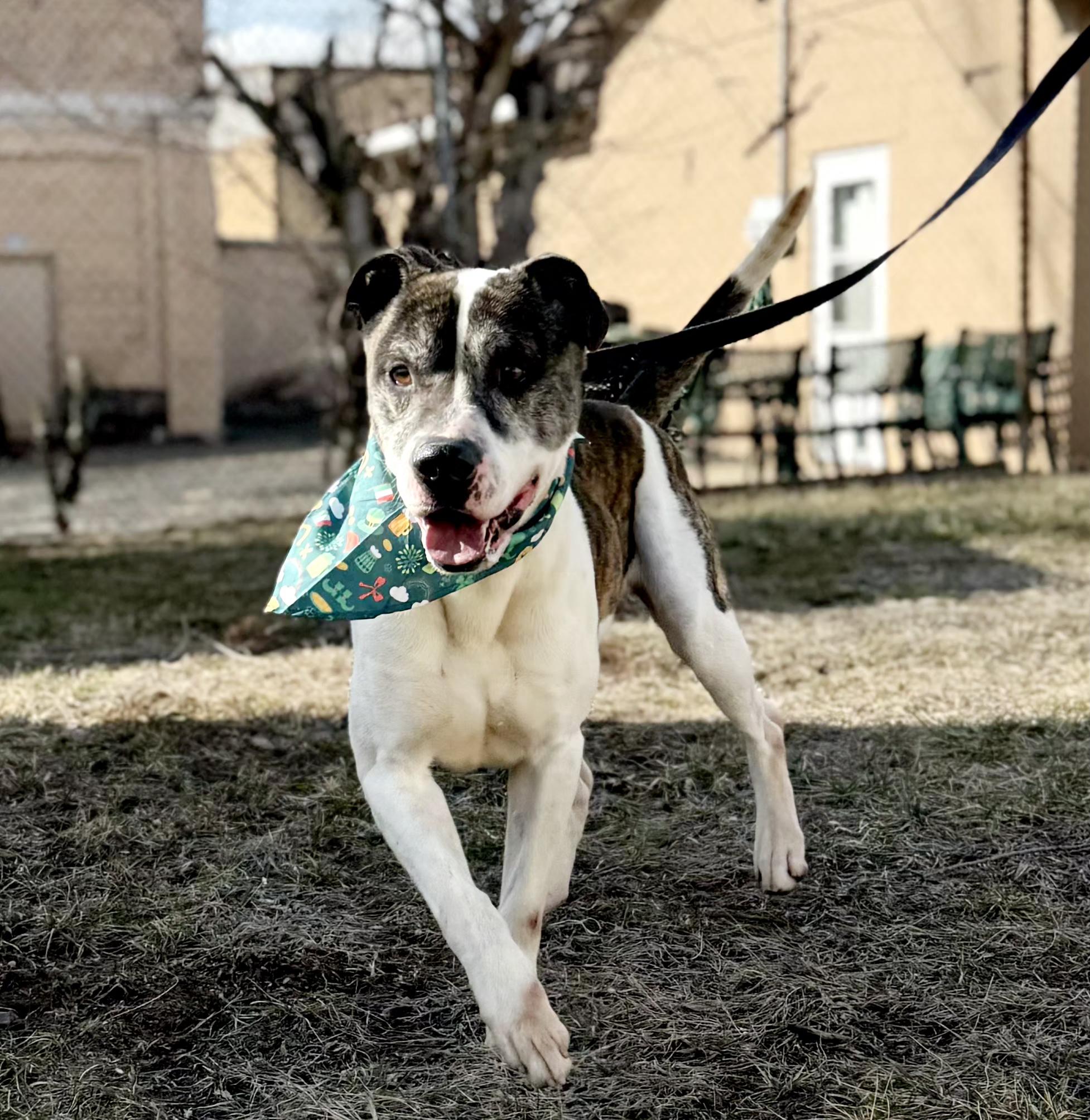 Danny, a Adoptable mixed breed in Perth Amboy, NJ image 6/6