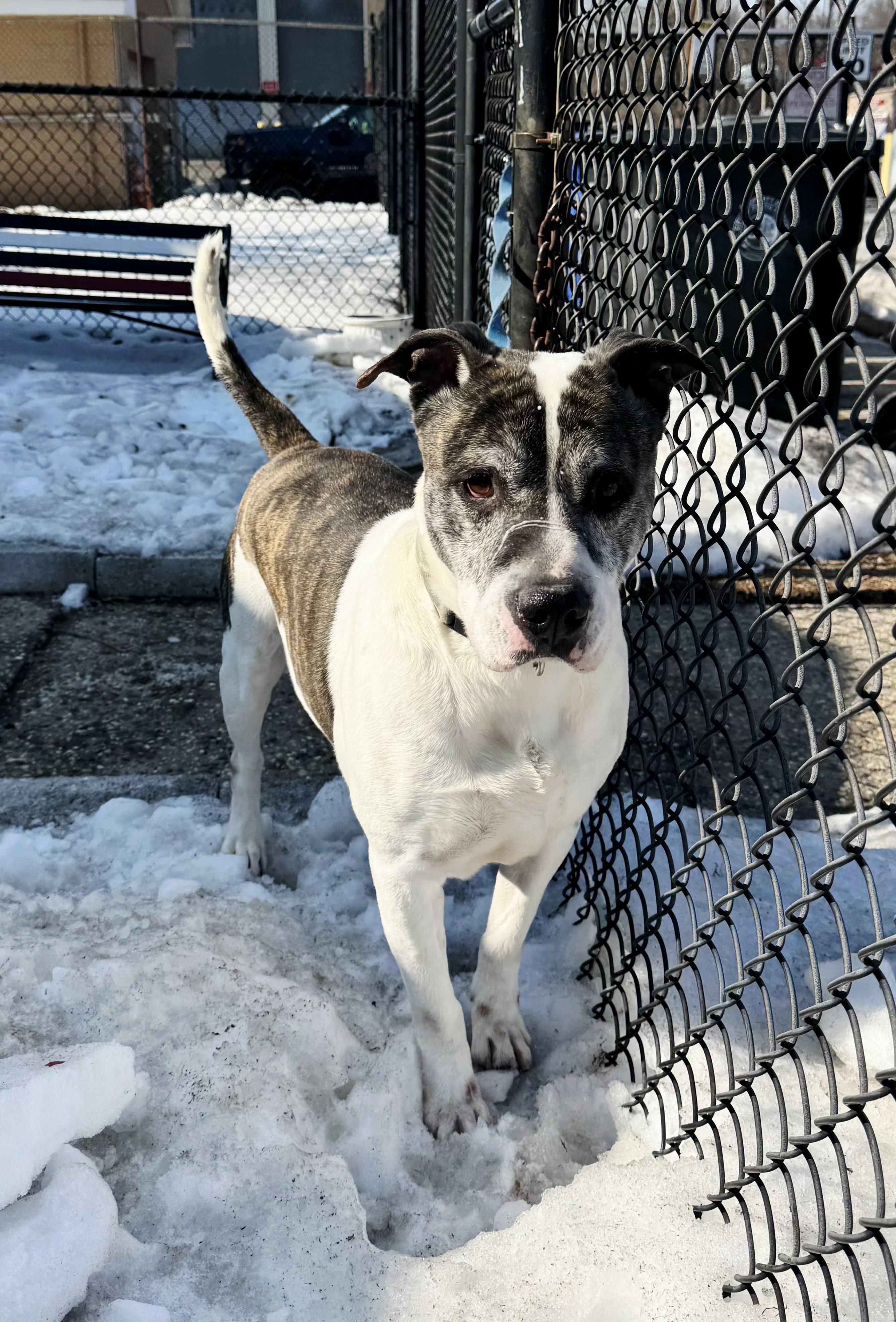 Enlarge Danny, a Adoptable mixed breed in Perth Amboy, NJ image 2/6