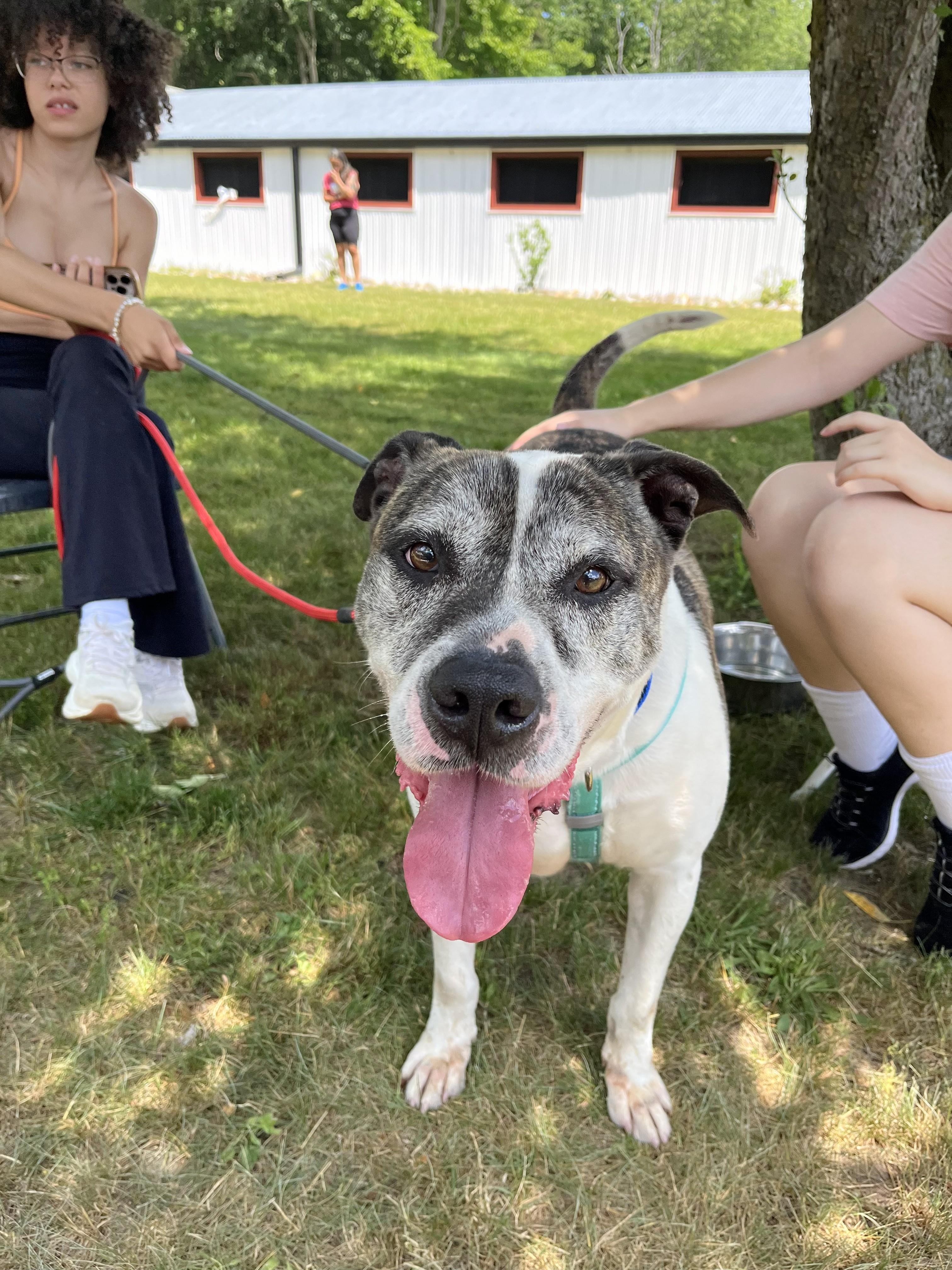 Enlarge Danny, a Adoptable mixed breed in Perth Amboy, NJ image 5/5