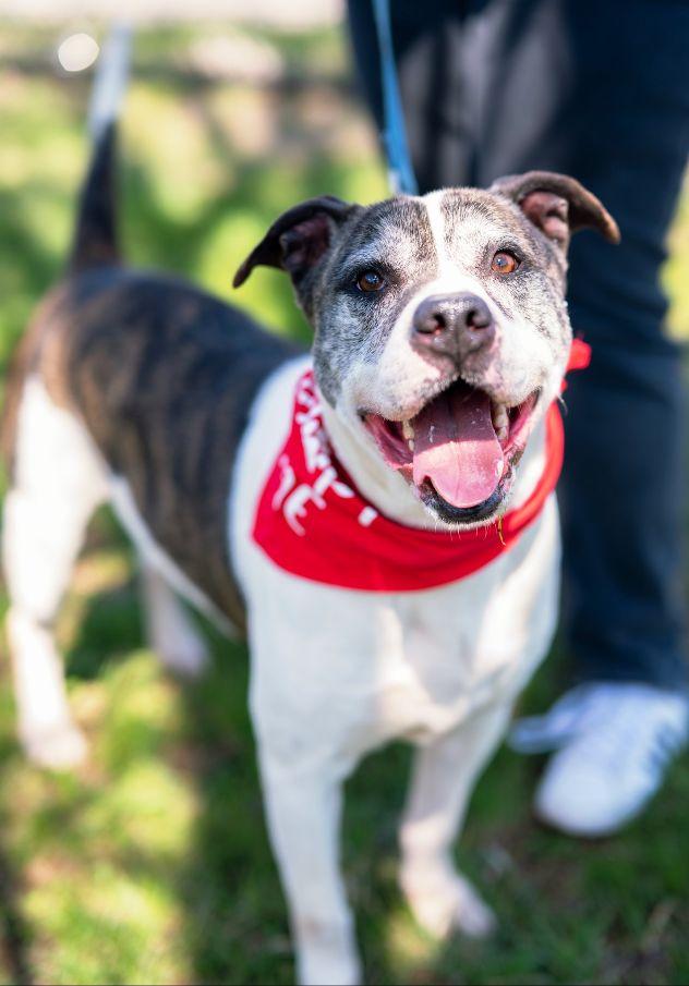 Danny, Adoptable, Adult Male American Bulldog.