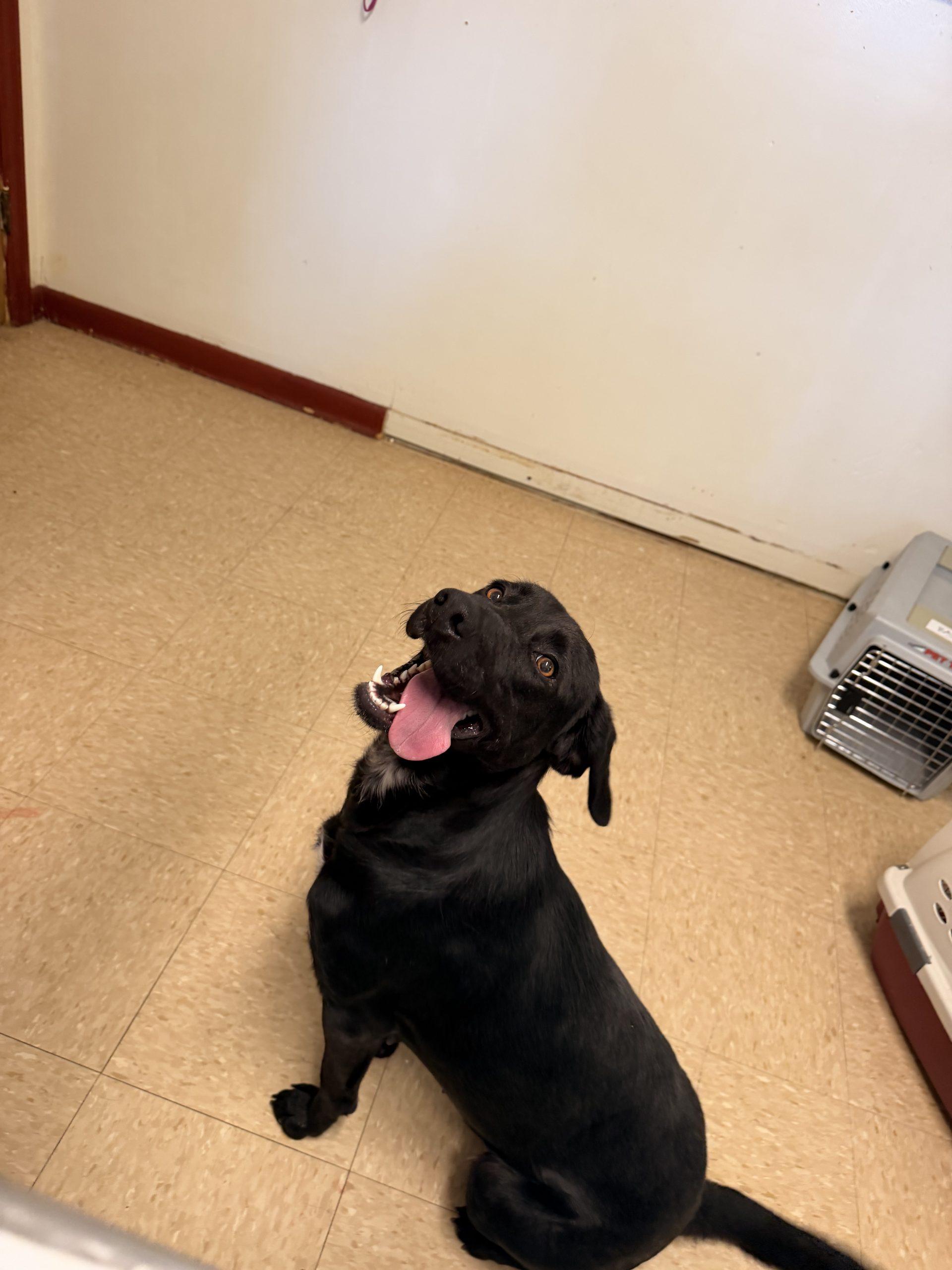 Pumpkin, Adoptable, Young Female Black Labrador Retriever & Mixed Breed.