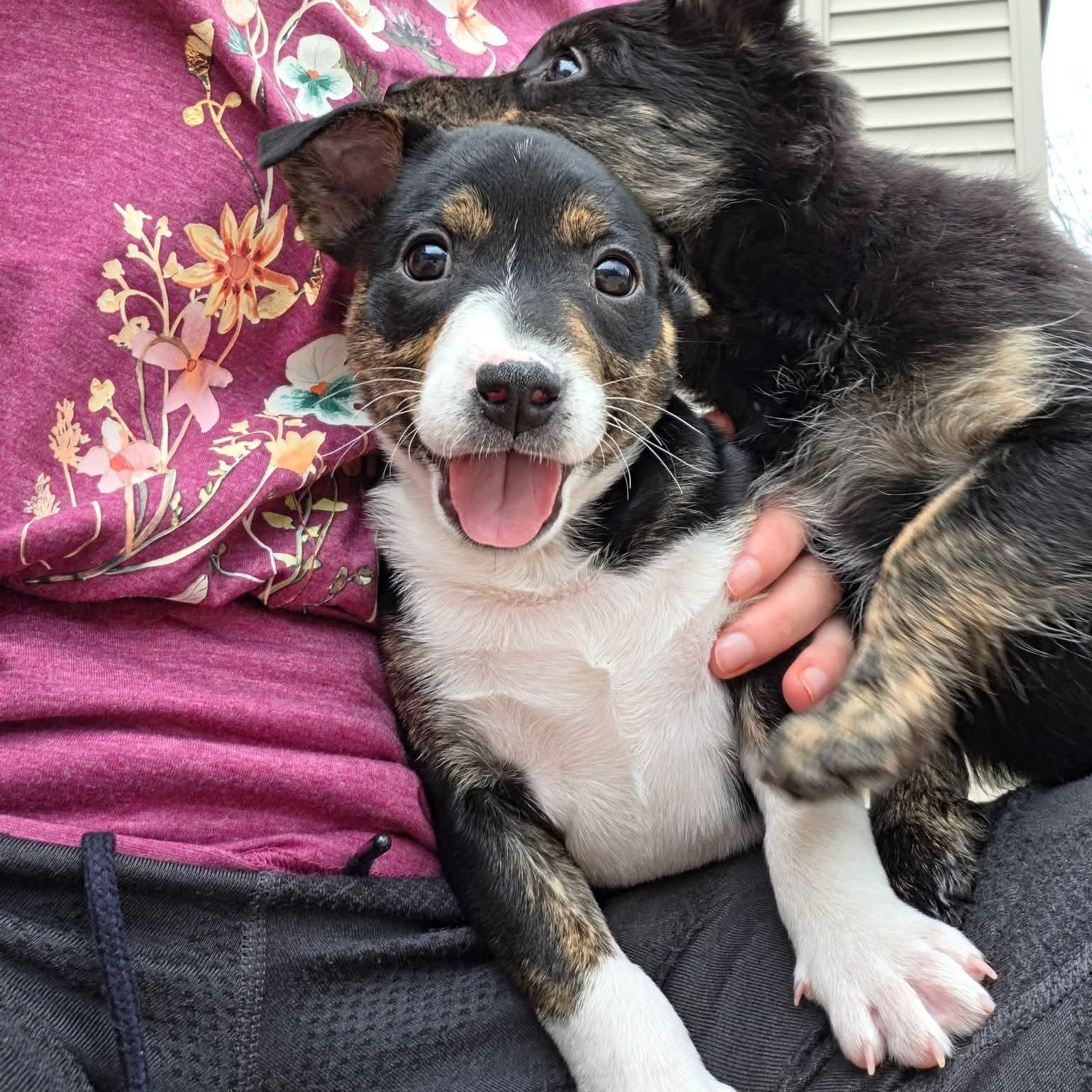 Enlarge Illari- Overwatch Support Squad , an adopted mixed breed in Kentwood, MI image 3/6