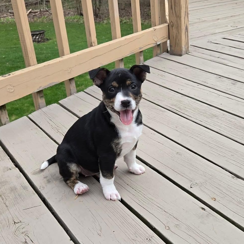 Enlarge Illari- Overwatch Support Squad , an adopted mixed breed in Kentwood, MI image 5/6