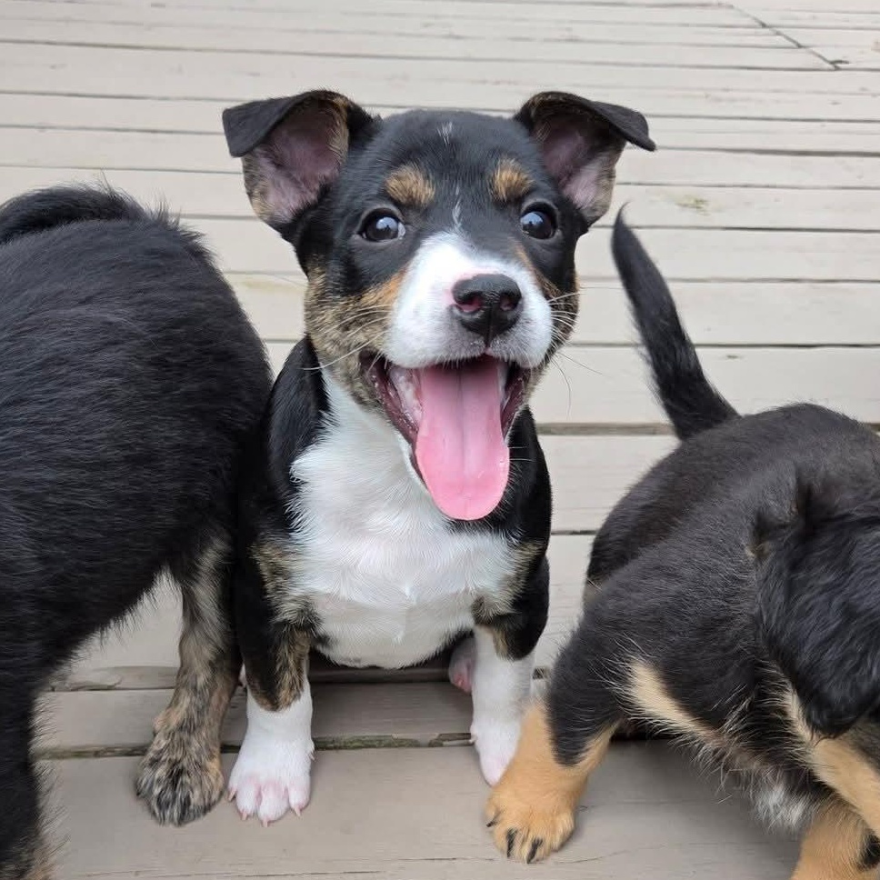 Enlarge Illari- Overwatch Support Squad , an adopted mixed breed in Kentwood, MI image 2/6