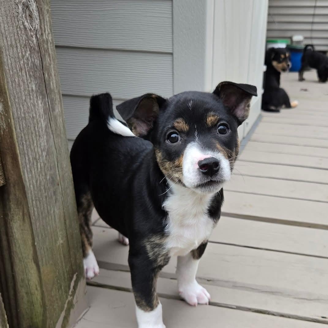 Enlarge Illari- Overwatch Support Squad , an adopted mixed breed in Kentwood, MI image 6/6