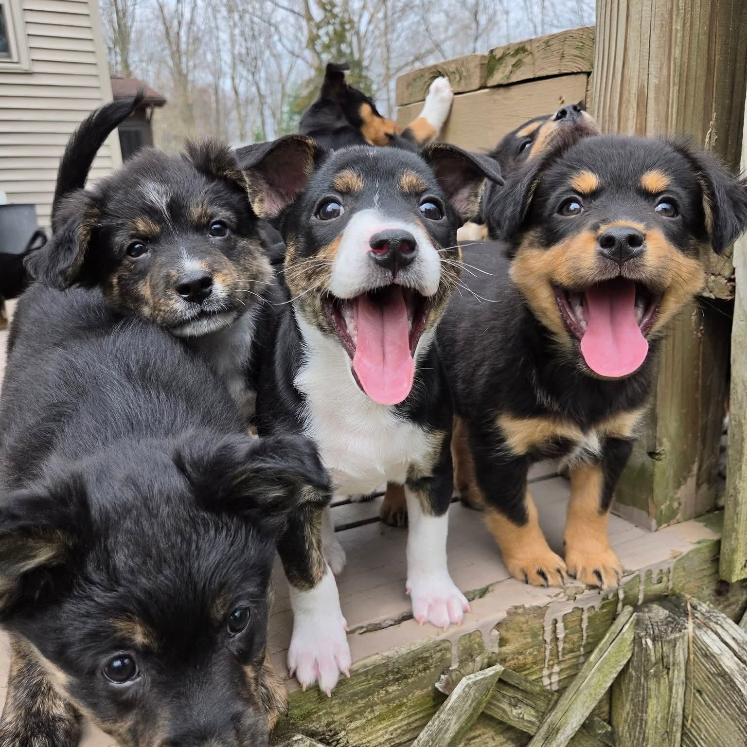 Enlarge Illari- Overwatch Support Squad , an adopted mixed breed in Kentwood, MI image 4/6