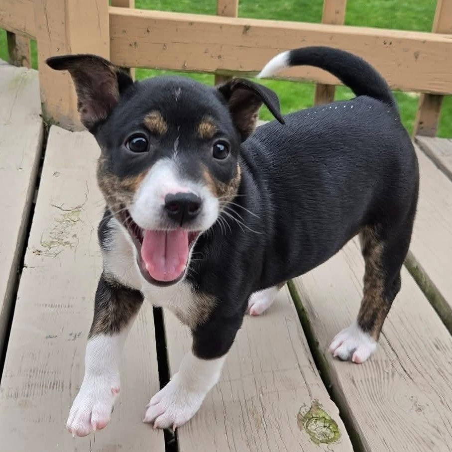 Illari- Overwatch Support Squad , adopted, Puppy Female Australian Shepherd.