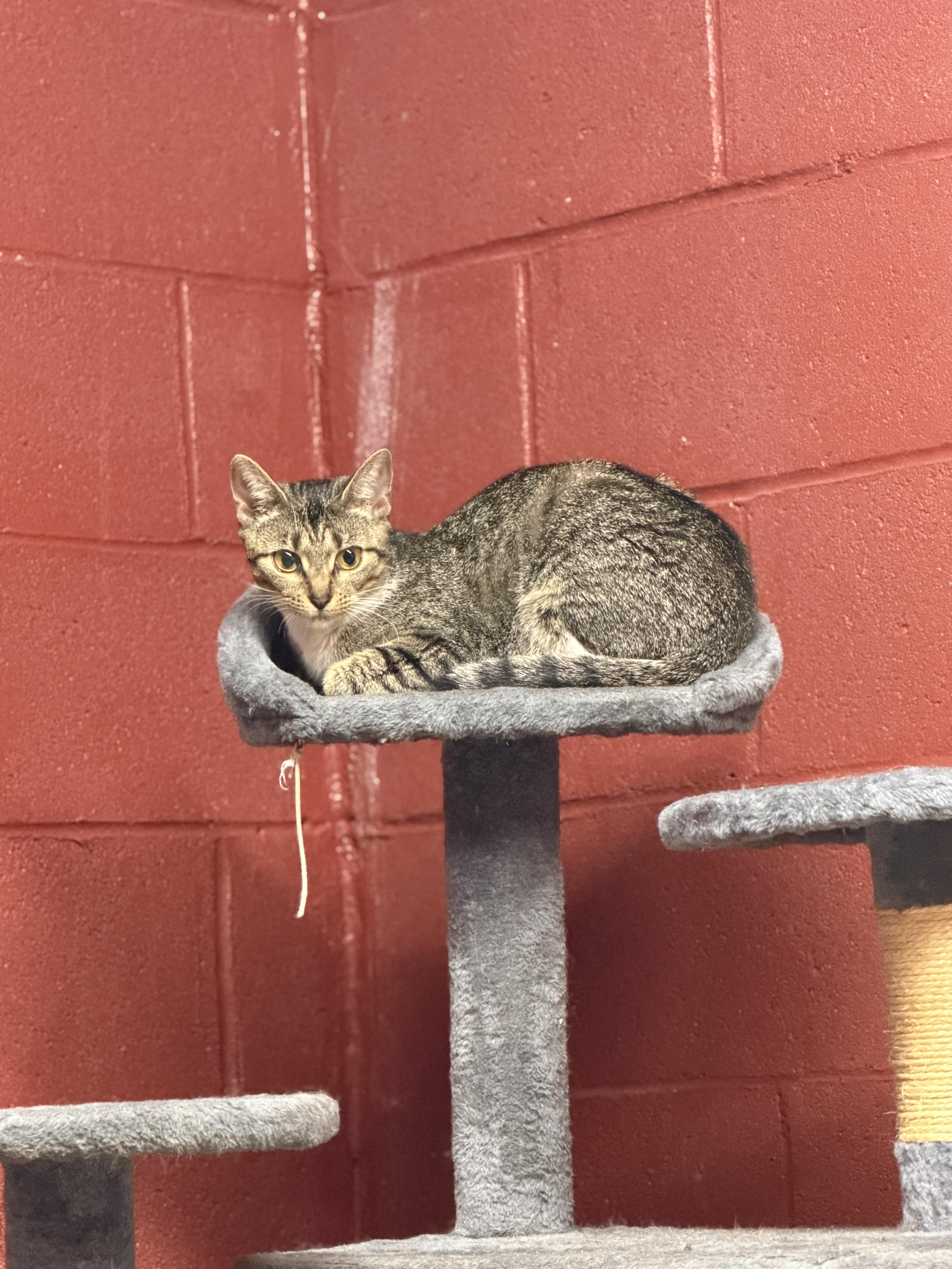 Enlarge Mabel, a Adopted Domestic Short Hair in Elberton, GA image 1/3