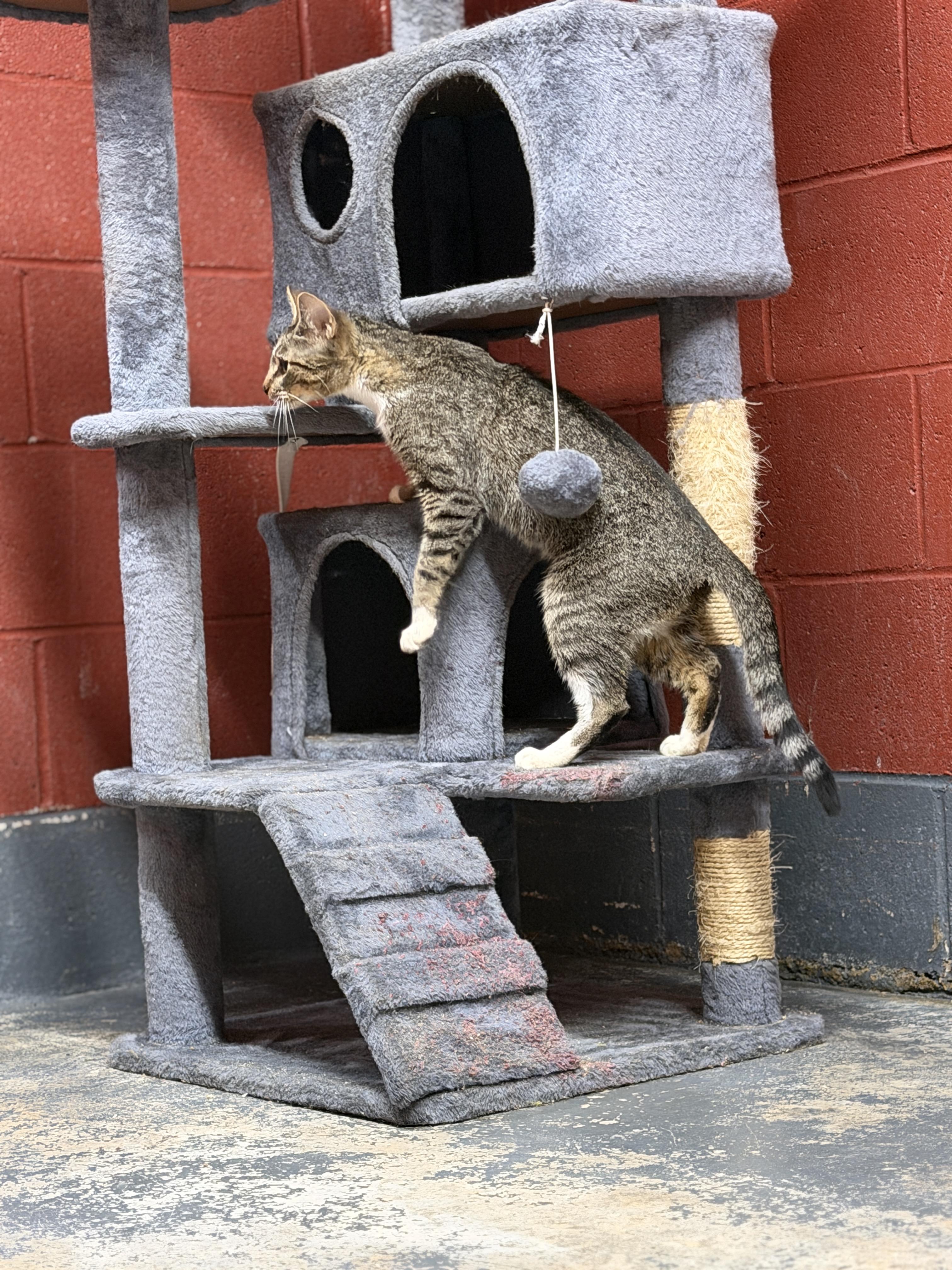Enlarge Mabel, a Adopted Domestic Short Hair in Elberton, GA image 2/3