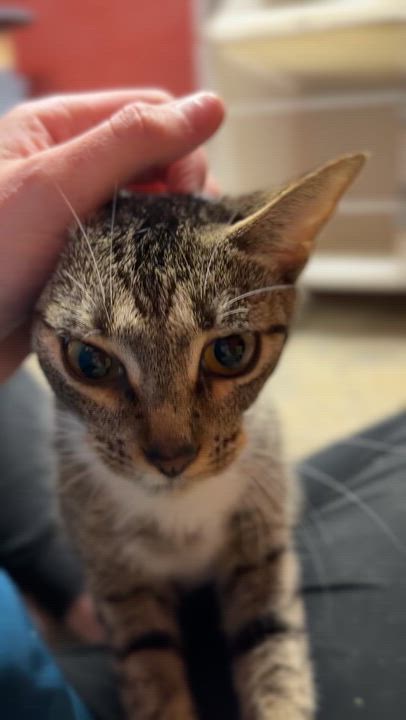 Enlarge Mabel, a Adopted Domestic Short Hair in Elberton, GA video 3/3