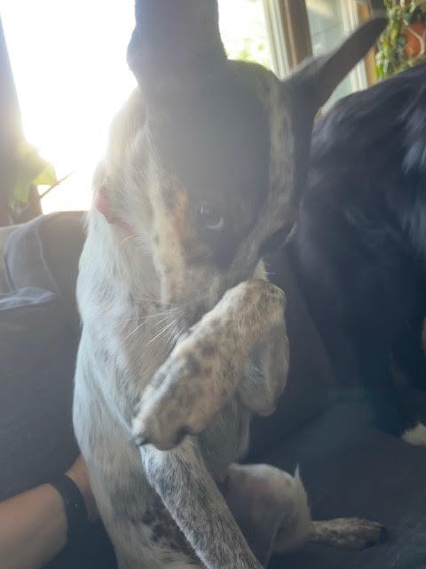 Enlarge Greta, a Adopted mixed breed in Mankato, MN image 1/3