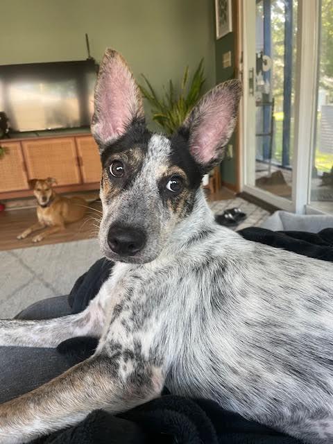 Enlarge Greta, a Adopted mixed breed in Mankato, MN image 3/3