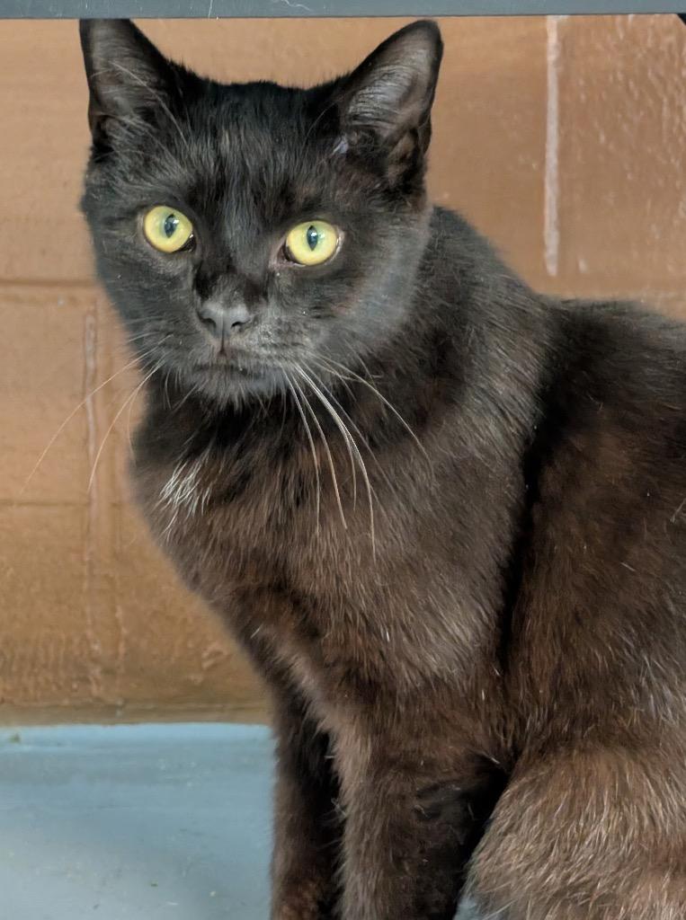 Pacino, Adoptable, Young Male Domestic Short Hair.
