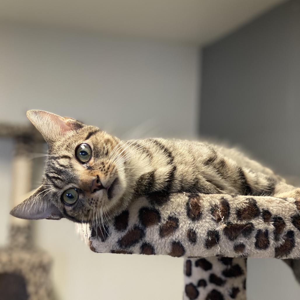 Enlarge Felix - Costa Mesa Location, a Adoptable Domestic Short Hair in Chino Hills, CA image 1/2