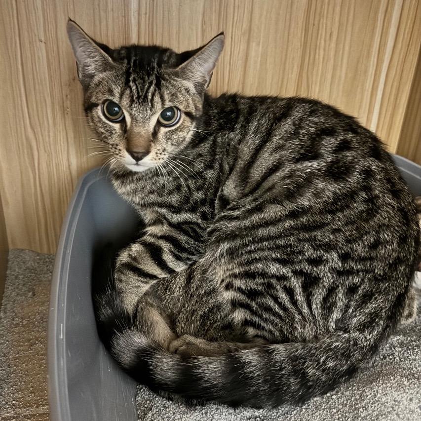 Enlarge Felix - Costa Mesa Location, a Adoptable Domestic Short Hair in Chino Hills, CA image 2/2