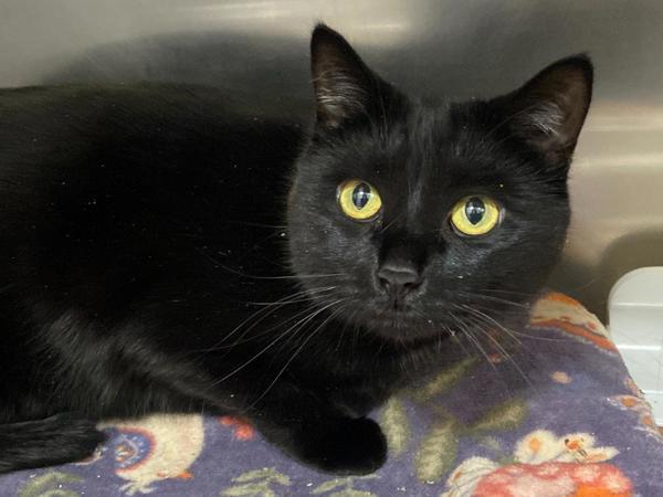 Dandelion, Adoptable, Adult Female Domestic Short Hair.