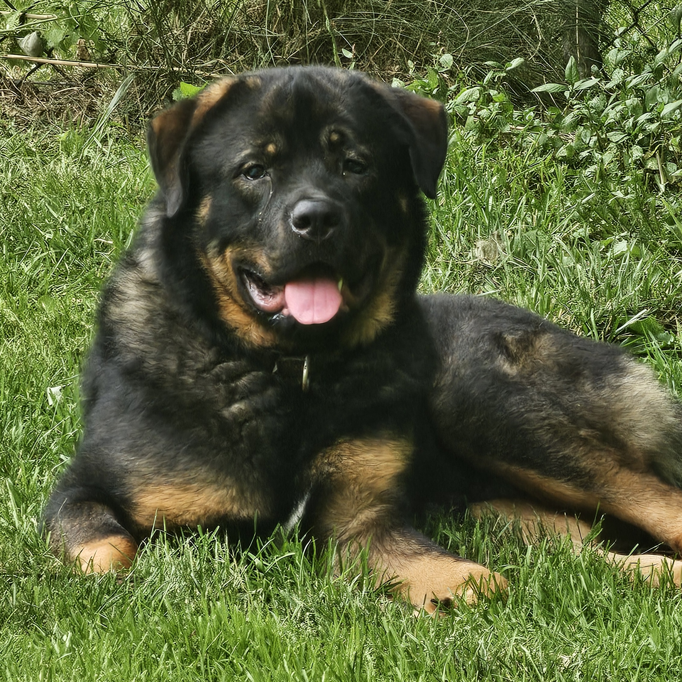 Denali, a Adoptable mixed breed image 1/5