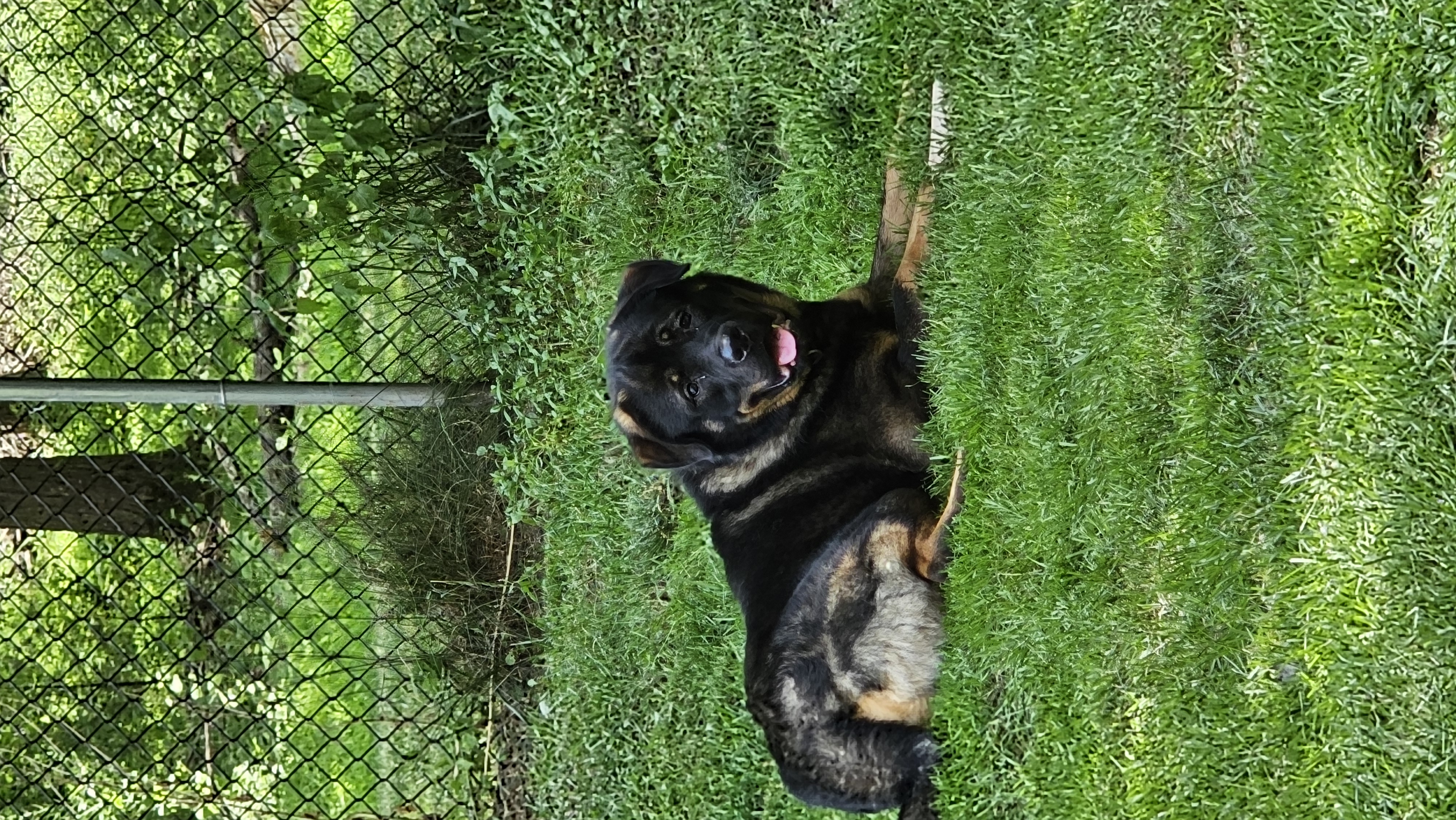 Denali, a Adoptable mixed breed image 2/5