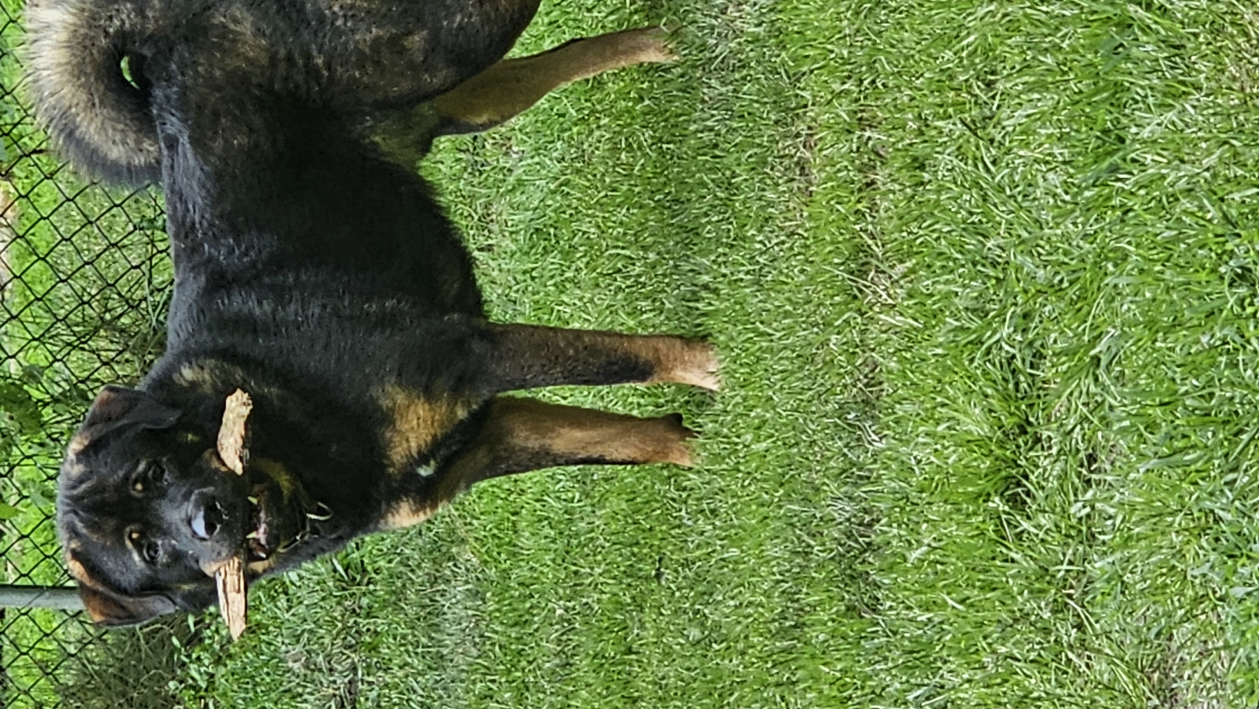 Denali, a Adoptable mixed breed image 4/5