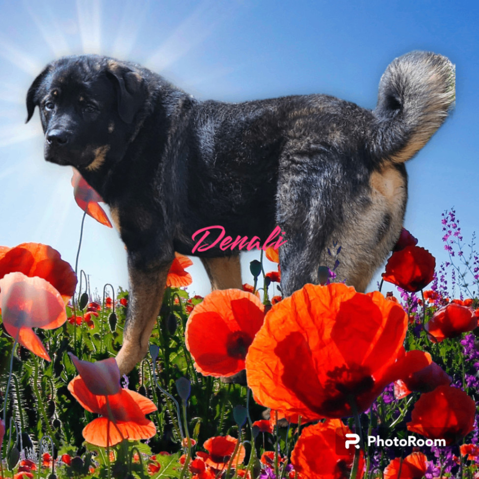 Denali, a Adoptable mixed breed image 5/5