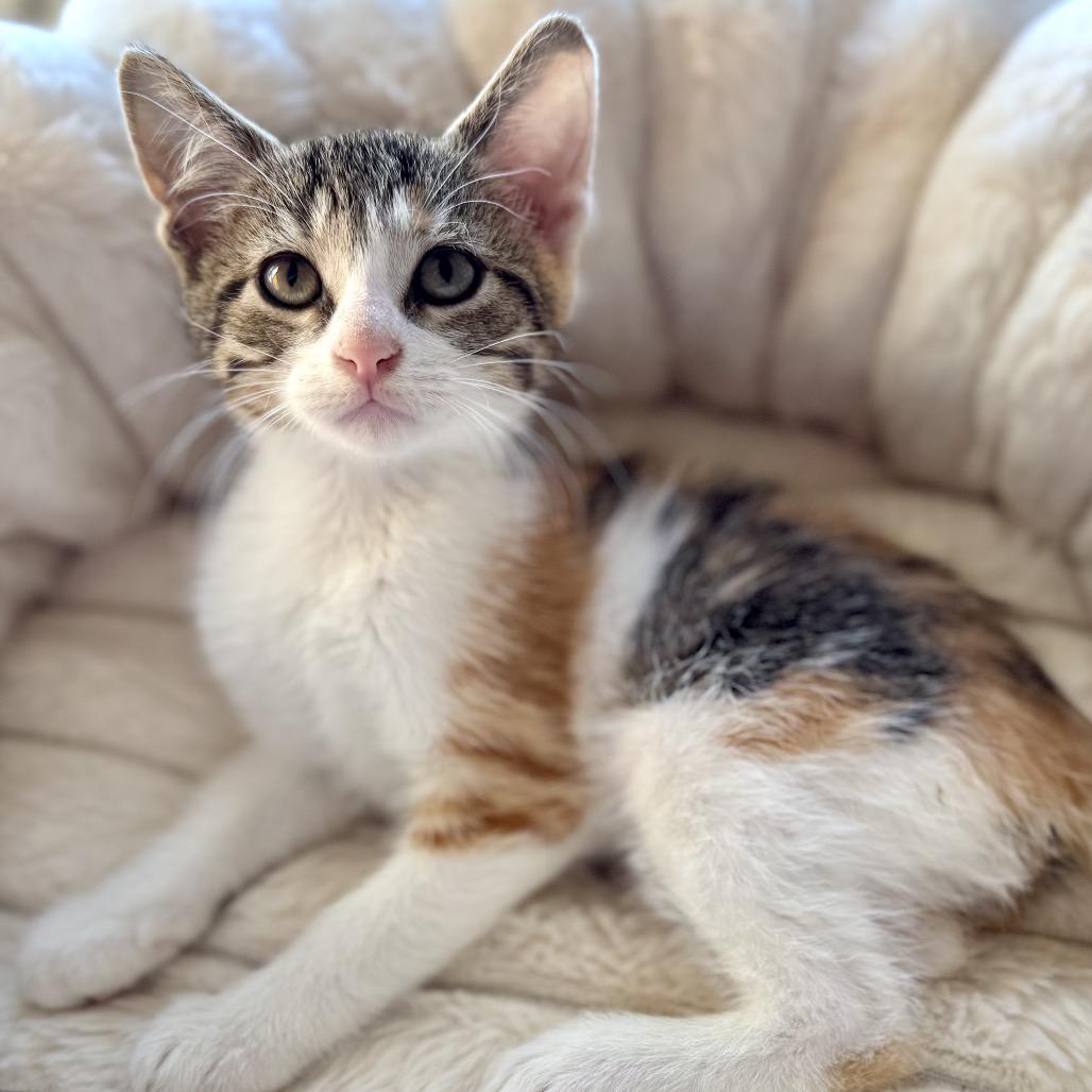 Barbie — thumbnail 2