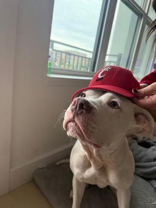 Nilla Wafer thumbnail 2