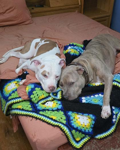 Nilla Wafer thumbnail 3