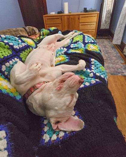 Nilla Wafer thumbnail 4