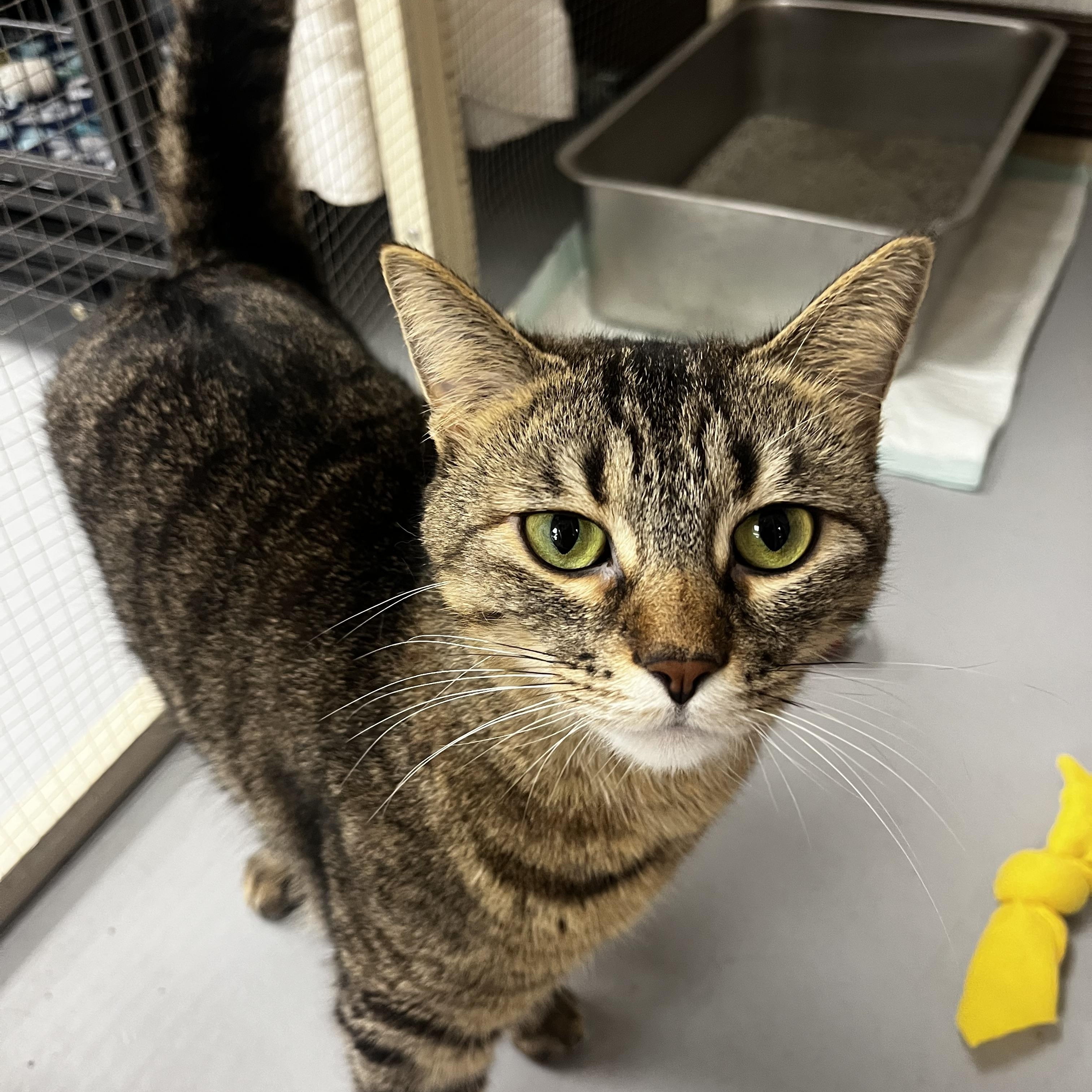 Enlarge Serena, a Adoptable Tabby in Grosse Ile, MI image 3/3