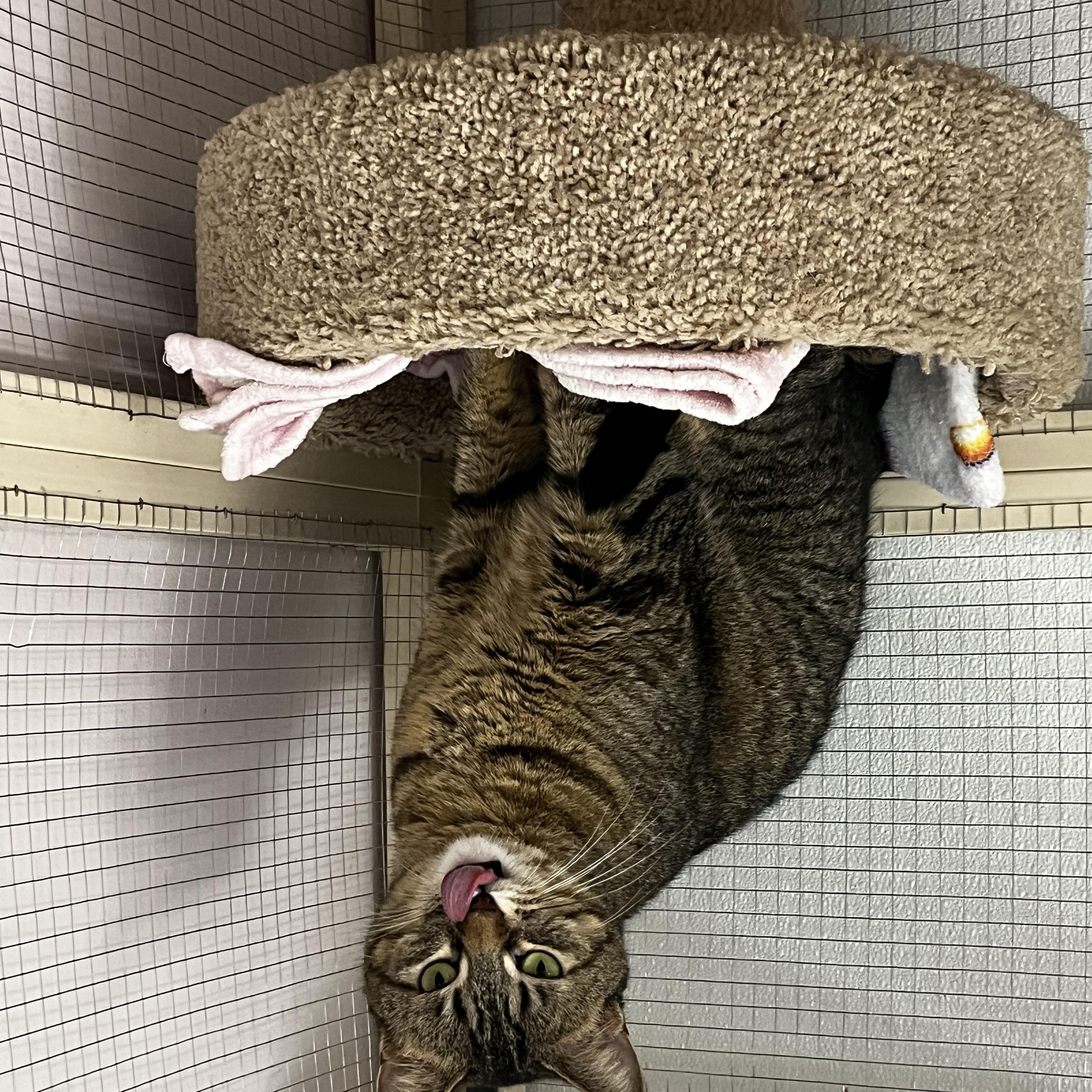 Enlarge Serena, a Adoptable Tabby in Grosse Ile, MI image 2/3