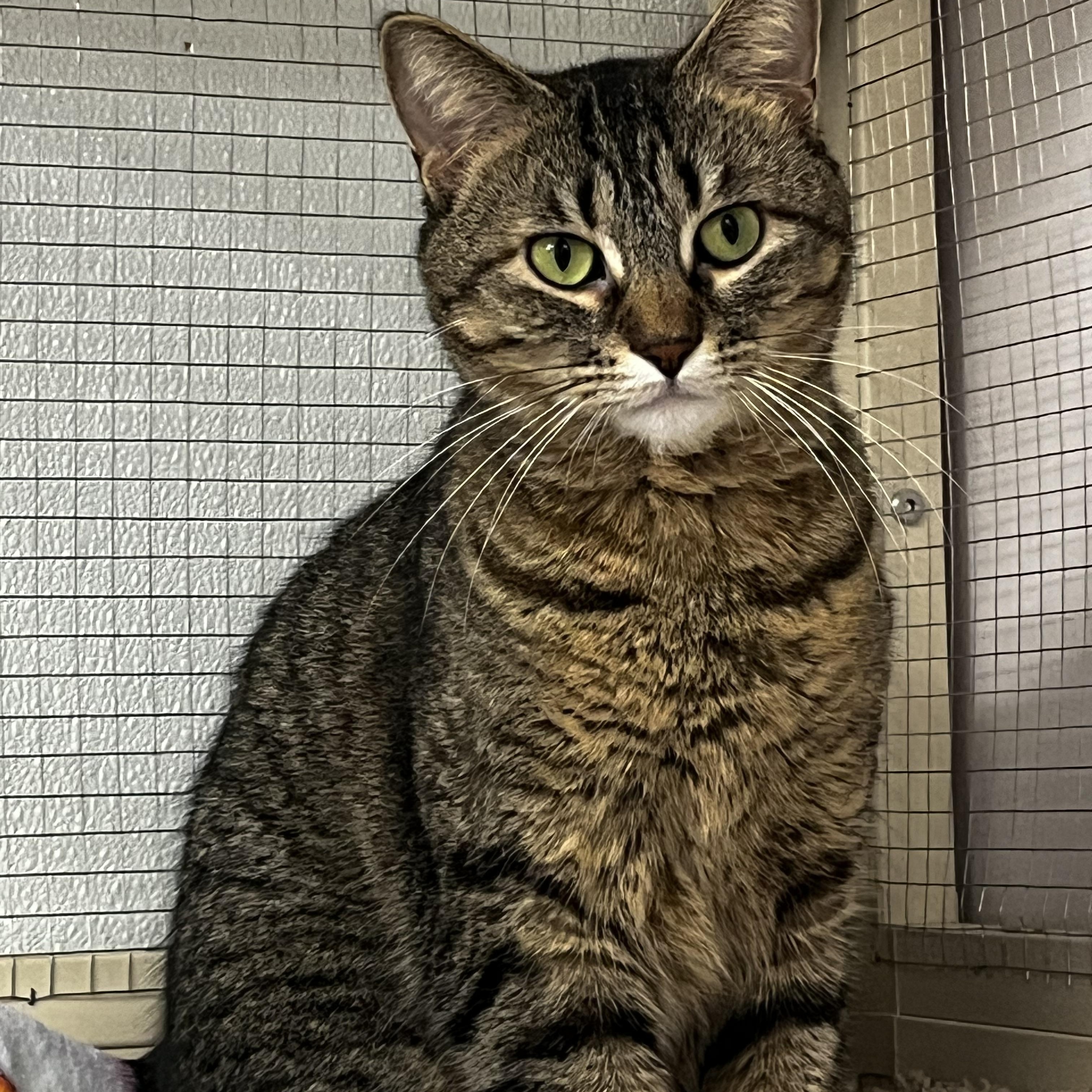 Serena, Adoptable, Adult Female Tabby.