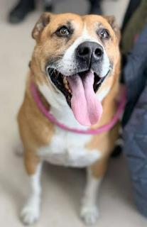Enlarge Brownie, a Adoptable mixed breed in Cincinnati, OH image 1/1