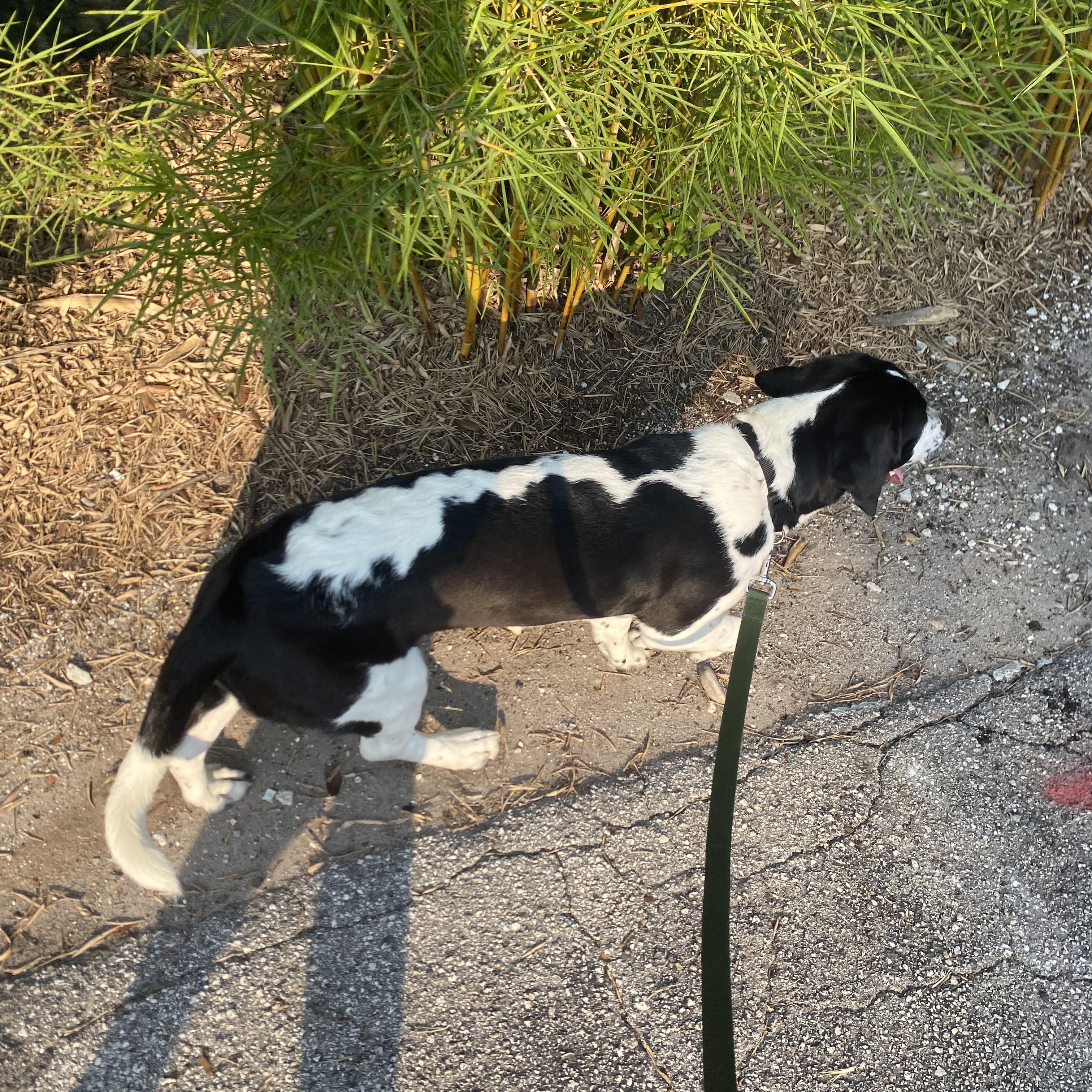 Moby, a ADOPTABLE mixed breed in Auburndale, FL image 3/4