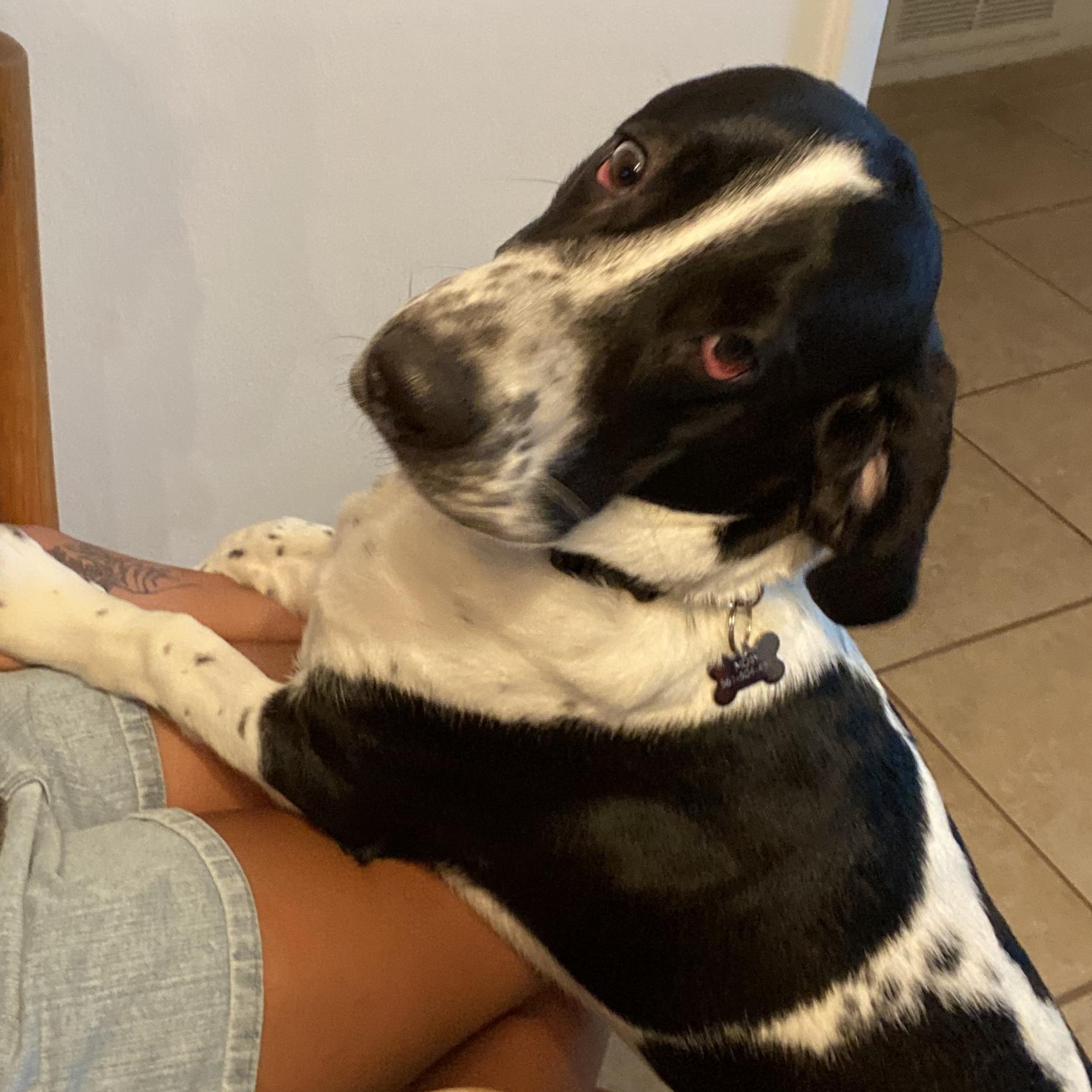 Moby, a ADOPTABLE mixed breed in Auburndale, FL image 2/4
